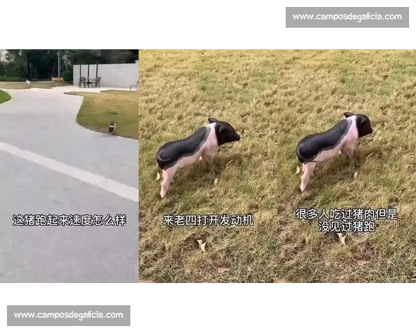 小猪们激烈赛跑比拼速度与智慧的精彩故事 小猪们激烈赛跑比拼速度与智慧的精彩故事