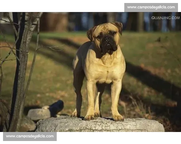 斗牛犬竞技盛会精彩纷呈 展现极限力量与优雅风姿 斗牛犬竞技盛会精彩纷呈 展现极限力量与优雅风姿